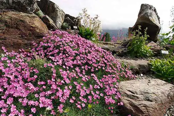 Jardins botaniques en Norvège Jardins botaniques en Norvège