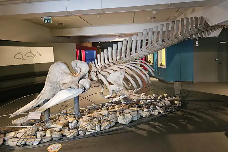 Musée Universitaire de l’Arctique Norvège Musée Universitaire de l’Arctique Norvège