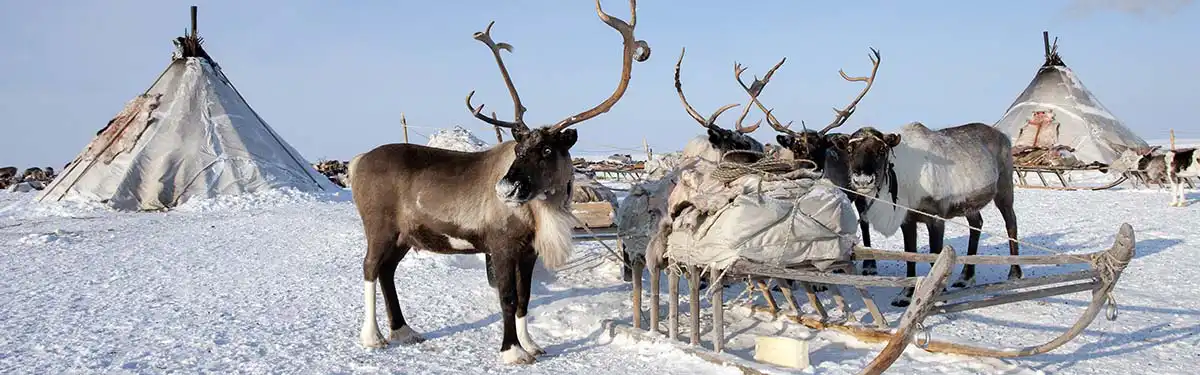 Sami et ferme de rennes à Tromsø Sami rennes Tromsø