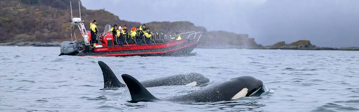 Observation des baleines Tromsø Observation des baleines à Tromsø
