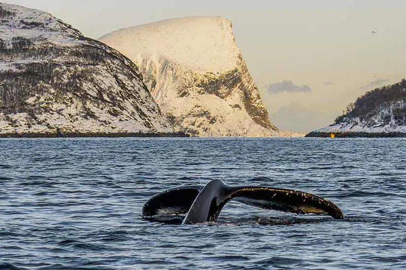 Tromsø que faire Tromsø que faire